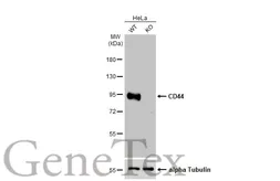 Anti-CD44 antibody used in Western Blot (WB). GTX102111