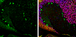 Anti-Aldolase C antibody [N1C1] used in IHC (Frozen sections) (IHC-Fr). GTX102284
