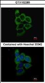 Anti-PSMD2 antibody used in Immunocytochemistry/ Immunofluorescence (ICC/IF). GTX102289