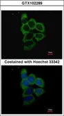Anti-PSMD2 antibody used in Immunocytochemistry/ Immunofluorescence (ICC/IF). GTX102289