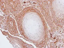 Anti-BAG3 antibody used in IHC (Paraffin sections) (IHC-P). GTX102396