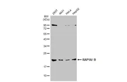 Anti-RAP1 antibody used in Western Blot (WB). GTX102770