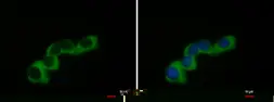Anti-COL1A2 antibody [C2C3], C-term used in Immunocytochemistry/ Immunofluorescence (ICC/IF). GTX102996