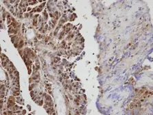 Anti-VAV1 antibody used in IHC (Paraffin sections) (IHC-P). GTX103489