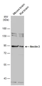Anti-Nectin 3 antibody used in Western Blot (WB). GTX103654