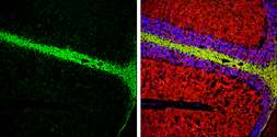 Anti-CNPase antibody used in IHC (Frozen sections) (IHC-Fr). GTX103954