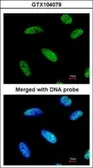 Anti-DNAJC7 antibody [N2C3] used in Immunocytochemistry/ Immunofluorescence (ICC/IF). GTX104079