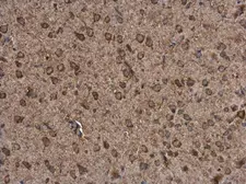 Anti-P2X7 antibody used in IHC (Paraffin sections) (IHC-P). GTX104288