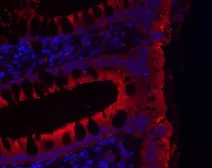 Anti-JAM-B antibody used in IHC (Paraffin sections) (IHC-P). GTX104507