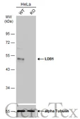 Anti-LDB1 antibody [N2C3] used in Western Blot (WB). GTX104531
