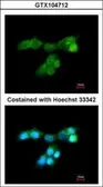 Anti-DUSP10 antibody [C3], C-term used in Immunocytochemistry/ Immunofluorescence (ICC/IF). GTX104712