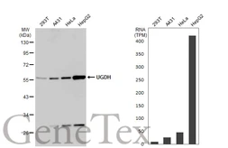 Anti-UGDH antibody used in Western Blot (WB). GTX104993
