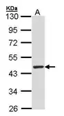 Anti-TULP3 antibody [N2C3] used in Western Blot (WB). GTX104995