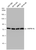 Anti-HSP70 1L antibody [C1C3] used in Western Blot (WB). GTX105164