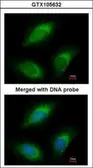 Anti-RGL2 antibody [N1N3] used in Immunocytochemistry/ Immunofluorescence (ICC/IF). GTX105632