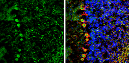 Anti-NCKAP1 antibody [C1C2], Internal used in IHC (Frozen sections) (IHC-Fr). GTX105682