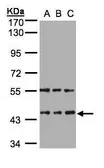 Anti-HENMT1 antibody used in Western Blot (WB). GTX107190