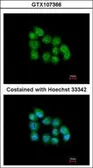 Anti-MBNL3 antibody [N1C3] used in Immunocytochemistry/ Immunofluorescence (ICC/IF). GTX107366