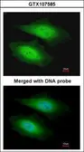 Anti-PSKH1 antibody [N1C1-2] used in Immunocytochemistry/ Immunofluorescence (ICC/IF). GTX107585