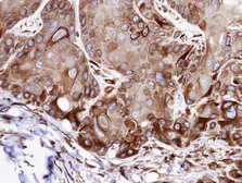 Anti-VPS16 antibody used in IHC (Paraffin sections) (IHC-P). GTX107716