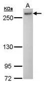 Anti-PRP8 antibody [C3-2], C-term used in Western Blot (WB). GTX108046