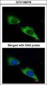 Anti-MTMR9 antibody [C3], C-term used in Immunocytochemistry/ Immunofluorescence (ICC/IF). GTX108078
