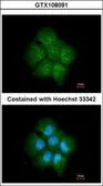 Anti-TAB182 antibody [N1], N-term used in Immunocytochemistry/ Immunofluorescence (ICC/IF). GTX108091