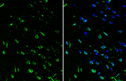 Anti-ROR beta antibody used in IHC (Frozen sections) (IHC-Fr). GTX108148