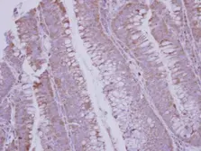 Anti-BMP10 antibody [C3], C-term used in IHC (Paraffin sections) (IHC-P). GTX108409