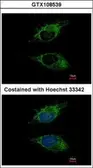Anti-SIGLEC8 antibody [C3], C-term used in Immunocytochemistry/ Immunofluorescence (ICC/IF). GTX108539