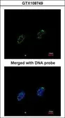 Anti-RPA70 antibody [C1C3] used in Immunocytochemistry/ Immunofluorescence (ICC/IF). GTX108749