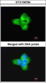 Anti-alpha Tubulin antibody used in Immunocytochemistry/ Immunofluorescence (ICC/IF). GTX108784