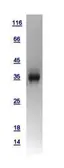 Human Wnt3a protein, His tag. GTX109037-pro