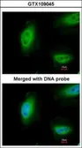 Anti-p73 antibody [N1C1] used in Immunocytochemistry/ Immunofluorescence (ICC/IF). GTX109045