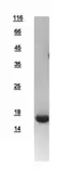 Human ID2 protein, His tag. GTX109113-pro