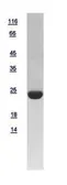 Human HRPAP20 protein, His tag. GTX109156-pro