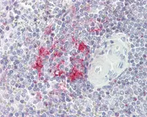 Anti-LITAF antibody [N1C3] used in IHC (Paraffin sections) (IHC-P). GTX109173