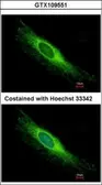 Anti-PEX26 antibody used in Immunocytochemistry/ Immunofluorescence (ICC/IF). GTX109551