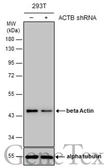 Anti-beta Actin antibody used in Western Blot (WB). GTX109639