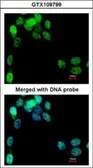 Anti-EIF2B epsilon antibody used in Immunocytochemistry/ Immunofluorescence (ICC/IF). GTX109799