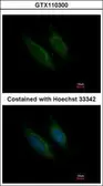 Anti-Factor X antibody used in Immunocytochemistry/ Immunofluorescence (ICC/IF). GTX110300