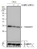 Anti-Caspase 3 antibody used in Western Blot (WB). GTX110543