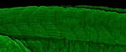 Anti-TC21 antibody [N1C3] used in IHC (Whole mount) (IHC-Wm). GTX110559