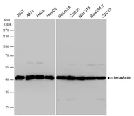 Anti-beta Actin antibody used in Western Blot (WB). GTX110564