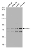 Anti-DDX3 antibody [N3C2], Internal used in Western Blot (WB). GTX110614