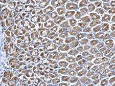 Anti-PPT1 antibody [N1C3] used in IHC (Paraffin sections) (IHC-P). GTX110677