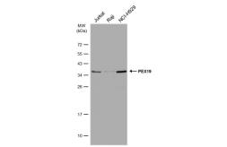 Anti-PEX19 antibody used in Western Blot (WB). GTX110721