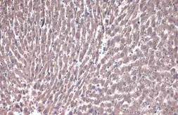 Anti-PEX19 antibody used in IHC (Paraffin sections) (IHC-P). GTX110721