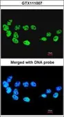 Anti-CDC26 antibody [N1C3] used in Immunocytochemistry/ Immunofluorescence (ICC/IF). GTX111007