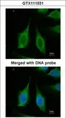 Anti-PPA1 antibody used in Immunocytochemistry/ Immunofluorescence (ICC/IF). GTX111031